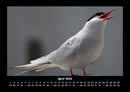 Welt der Vögel Fotokalender 2026 - 4