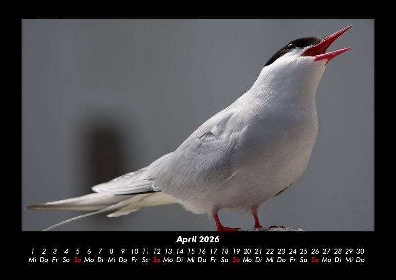 Welt der Vögel Fotokalender 2026 - 4