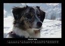 Der Hundekalender Fotokalender 2026 - 2