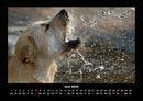 Der Hundekalender Fotokalender 2026 - 6