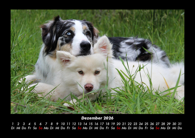 Der Hundekalender Fotokalender 2026 - 12