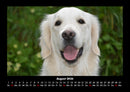 Der Hundekalender Fotokalender 2026 - 8