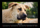 Der Hundekalender Fotokalender 2026 - 3