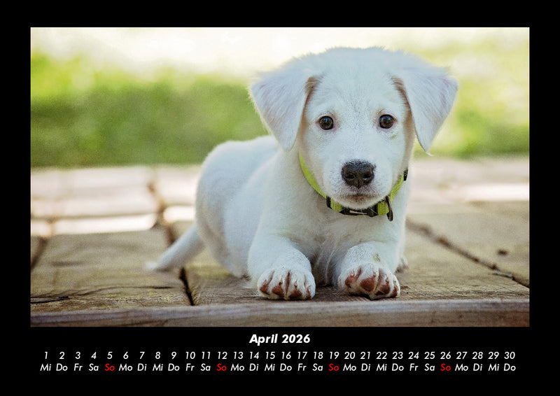 Der Hundekalender Fotokalender 2026 - 4