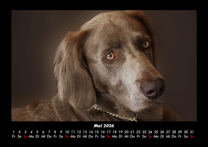 Der Hundekalender Fotokalender 2026 - 5