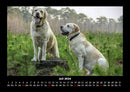 Der Hundekalender Fotokalender 2026 - 7