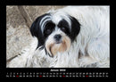 Der Hundekalender Fotokalender 2026 - 1