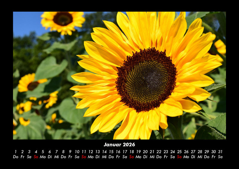 Blumenkalender Fotokalender 2026 - 1