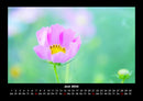 Blumenkalender Fotokalender 2026 - 6