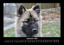 Hundezauber Fotokalender 2026 - 9