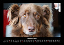 Hundezauber Fotokalender 2026 - 10