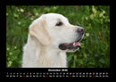 Hundezauber Fotokalender 2026 - 12