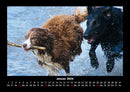 Hundezauber Fotokalender 2026 - 1