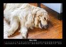 Hundezauber Fotokalender 2026 - 3