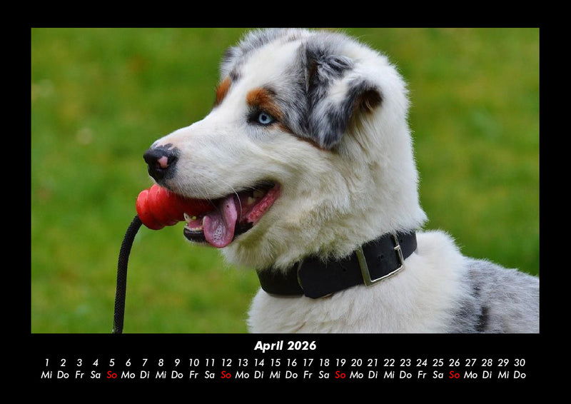 Hundezauber Fotokalender 2026 - 4