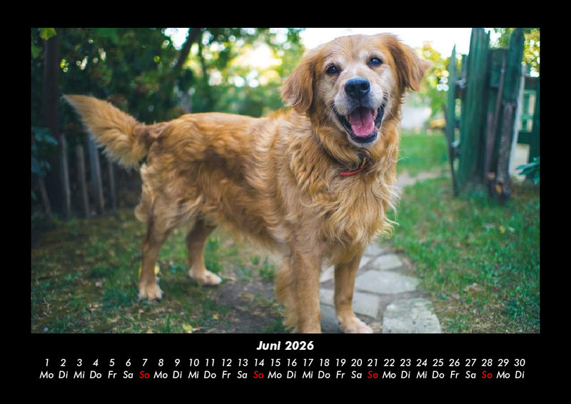 Hundezauber Fotokalender 2026 - 6