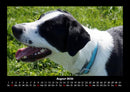 Hundezauber Fotokalender 2026 - 8