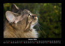 Für Katzenfreunde Fotokalender 2026 - 1