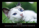 Für Katzenfreunde Fotokalender 2026 - 2