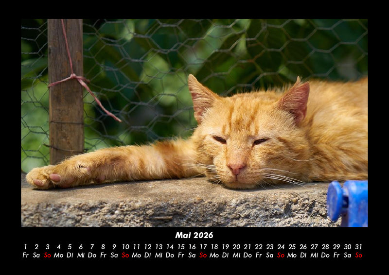 Für Katzenfreunde Fotokalender 2026 - 5