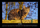 Für Katzenfreunde Fotokalender 2026 - 7