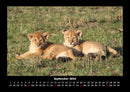 Löwen in der Wildnis Fotokalender 2026 - 9