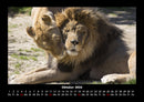 Löwen in der Wildnis Fotokalender 2026 - 10