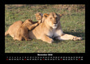 Löwen in der Wildnis Fotokalender 2026 - 11