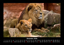 Löwen in der Wildnis Fotokalender 2026 - 12