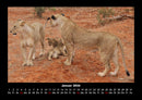 Löwen in der Wildnis Fotokalender 2026 - 1