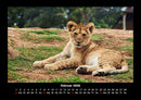 Löwen in der Wildnis Fotokalender 2026 - 2