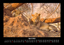Löwen in der Wildnis Fotokalender 2026 - 4