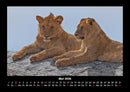 Löwen in der Wildnis Fotokalender 2026 - 5