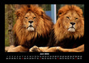 Löwen in der Wildnis Fotokalender 2026 - 6