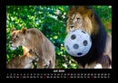 Löwen in der Wildnis Fotokalender 2026 - 7