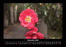 Blumenzauber Fotokalender 2026 - 11