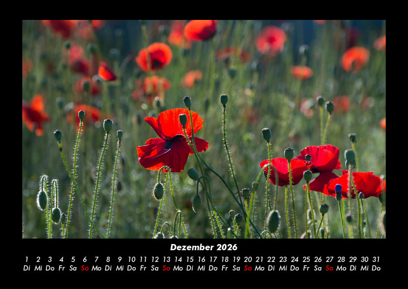 Blumenzauber Fotokalender 2026 - 12