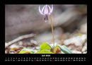Blumenzauber Fotokalender 2026 - 7