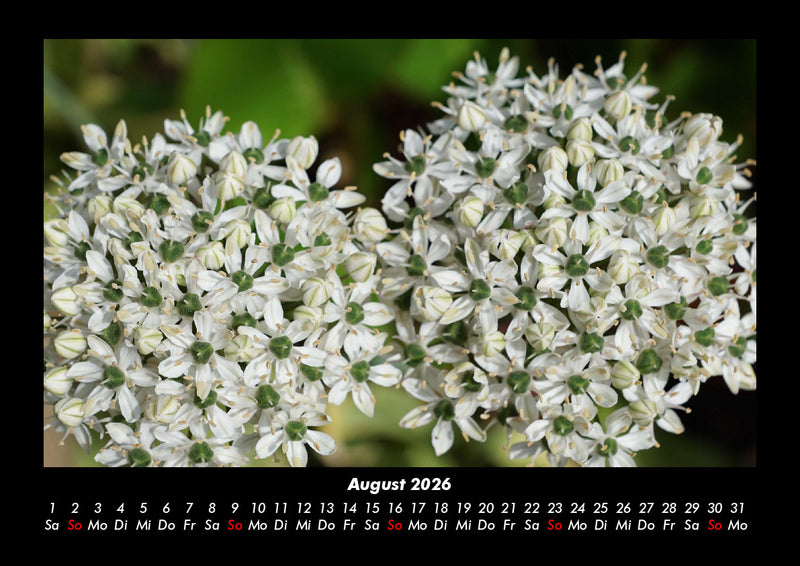 Blumenzauber Fotokalender 2026 - 8