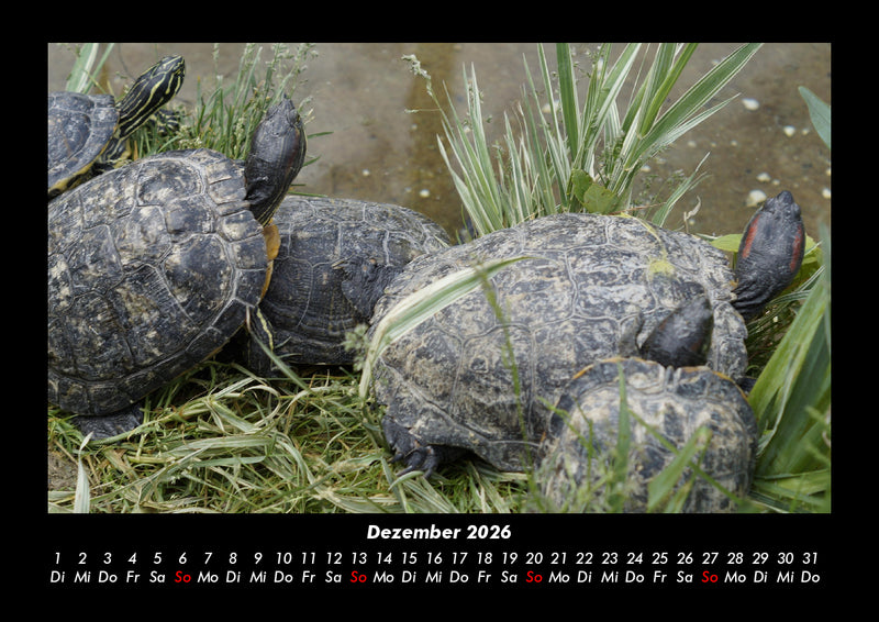 Welt der Tiere Fotokalender 2026 - 12