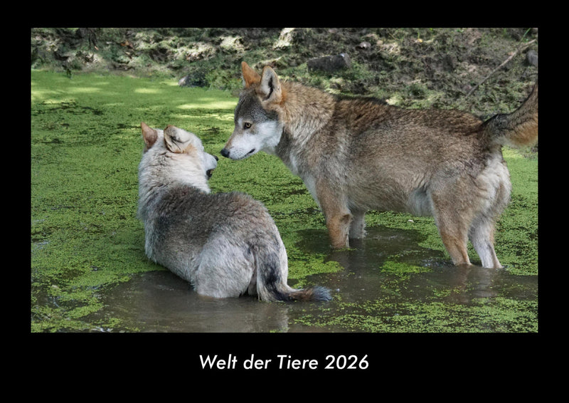 Welt der Tiere Fotokalender 2026 - Hauptbild