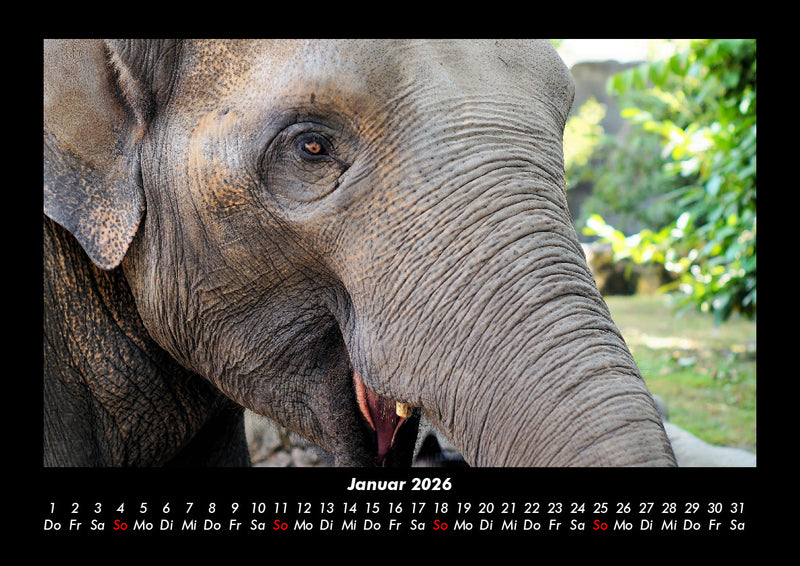 Welt der Tiere Fotokalender 2026 - 1