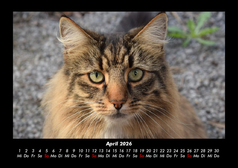 Welt der Tiere Fotokalender 2026 - 4