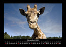 Welt der Tiere Fotokalender 2026 - 11