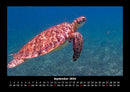 Schildkrötenzauber Fotokalender 2026 - 9