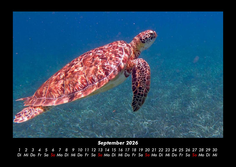 Schildkrötenzauber Fotokalender 2026 - 9