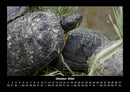 Schildkrötenzauber Fotokalender 2026 - 10
