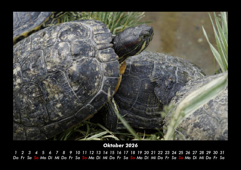Schildkrötenzauber Fotokalender 2026 - 10