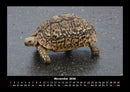 Schildkrötenzauber Fotokalender 2026 - 11