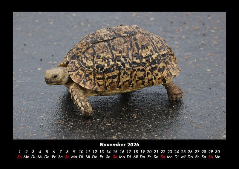Schildkrötenzauber Fotokalender 2026 - 11